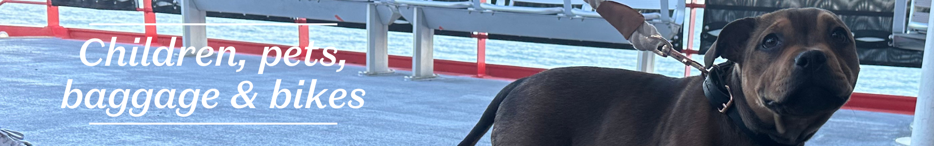 We welcome dogs on board the ferries 