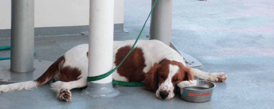 Dog with a water bowl on a ferry