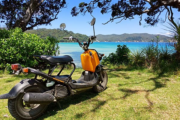 Paddles and Saddles on Great Barrier Island