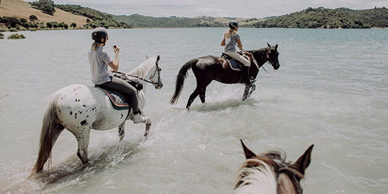 Waiheke Horse Tours