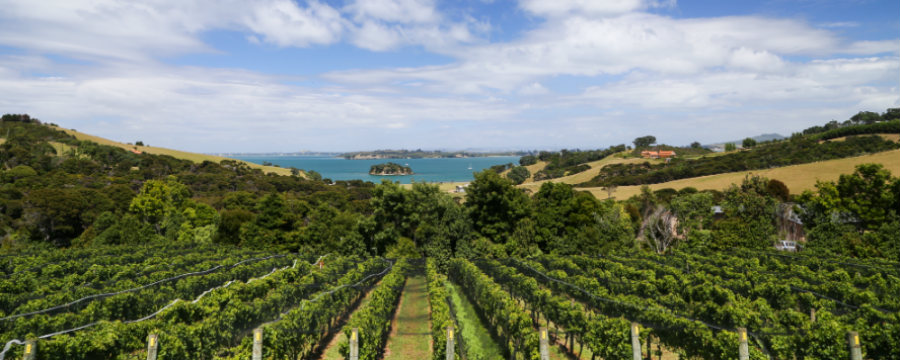 Cable Bay vineyards looking down to the sea