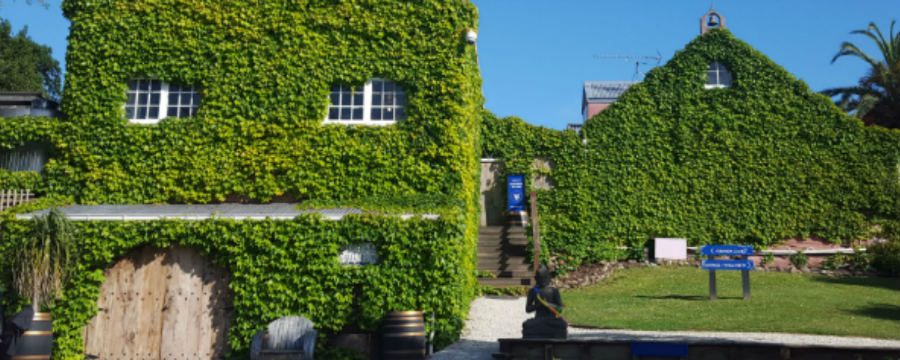 Stonyridge Waiheke Island ivy clad